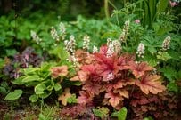 【半日陰に植えっぱなし】初心者OKの「多年草＆球根植物」3選！ローメンテで季節ごとに花が咲く庭