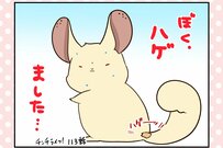 チンチラさんの抜け毛原因が明らかに！ 謎の突起物の正体も同時に判明!?【チンチライフ113話】