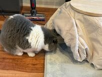 【頭隠して…？】猫用こたつを出してみたら→猫さんの予想外の使い方に笑ってしまう