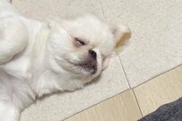 【ワンちゃんのいたずら】飼い主のスウェットに強烈な違和感　激写された「犯行現場」に笑ってしまう