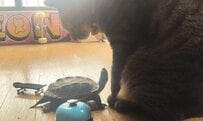 猫の気を引きたいクサガメ　「ボディランゲージが天才的に上手くなった」光景にホッコリ