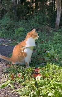 【噂のマンチカン立ち】猫ちゃんが立った？！レアすぎる姿に思わず二度見