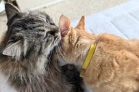 【驚愕】迫力の表情を見せた母猫　普段の優しい姿とのギャップに驚き