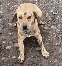飼い主を失くしても家を離れなかった犬→新しい家族の愛情を受けて変わっていく姿に涙