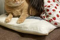 女の子に猫吸いされる元保護猫の表情　思わず笑いがこぼれる光景に3万いいね