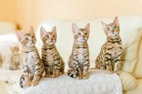 日清紡ホールディングス（3105）の株価は前日比▲0.3%の下落。配当利回りは4.08％（2025年1月10日・株式取引概況）