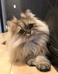 【まるで人間】ふわふわゴージャスな猫が"読書する"様子に思わず二度見！