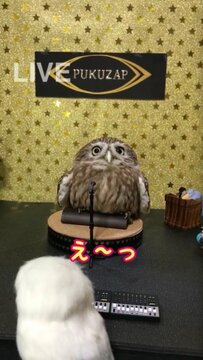 【記者会見をするフクロウ】「私は…」性別鑑定でまさかの事実！演出とフクロウさんの演技が話題に