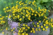 【ガーデニング】こなれ感バツグン。秋のナチュラルガーデンに似合う「多年草・一年草」おすすめ8選