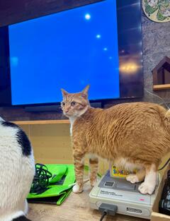 「ギョェェエエ！！！」凛々しい顔をする猫の足元を見ると…“猫リセット”に笑ってしまう