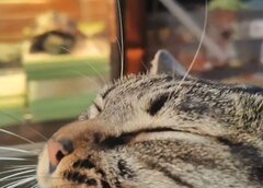 【猫の真似してる？】猫がなでられる奥で亀が…予想外の“セルフなでなで”にほっこり
