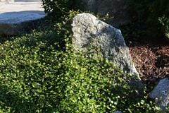 庭に植えてはいけない！？生育旺盛＆よく増える《多年草・低木》3選＆広げずに楽しむ育て方