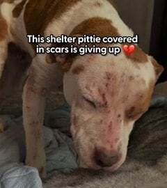 傷だらけで震えていた犬を保護→愛情に触れ幸せ掴んだ姿に感涙