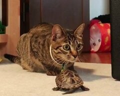 「亀って飛ぶの？」猫を真似する亀！？予想外のジャンプを見せた瞬間に目を疑う
