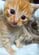 【可愛い子猫→成長後の変貌】「挑戦者求む」猫の迫力満点なショットに注目　普段とのギャップに笑ってしまう