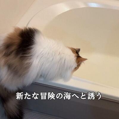 投稿の画像