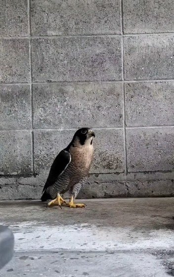 愛媛県立とべ動物園