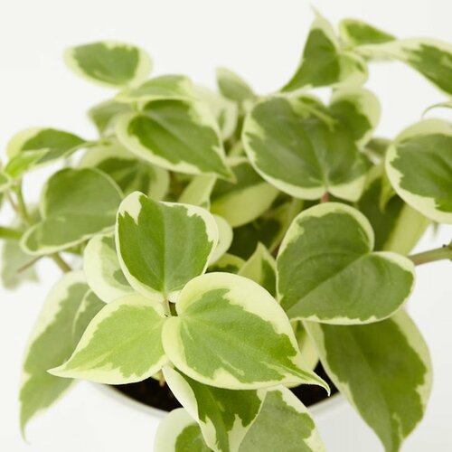 底面給水鉢の観葉植物・3号（ペペロミアセルペンス・ポトス）