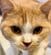 「ここ、くさいよって教えてるw」ニオイを嗅ぐ猫の「絶妙な表情」何とも言えない口元に笑っちゃう！