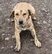飼い主を失くしても家を離れなかった犬→新しい家族の愛情を受けて変わっていく姿に涙