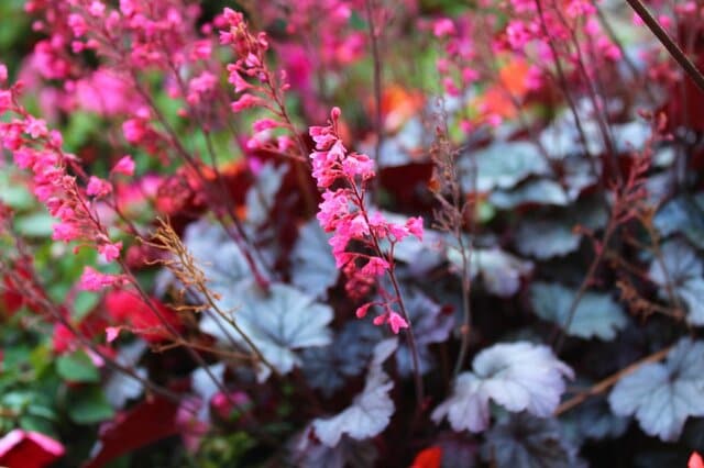 【植えっぱなしOK】地植えで叶うナチュラルな庭。初心者におすすめの多年草3選《美しさとローメンテが魅力》