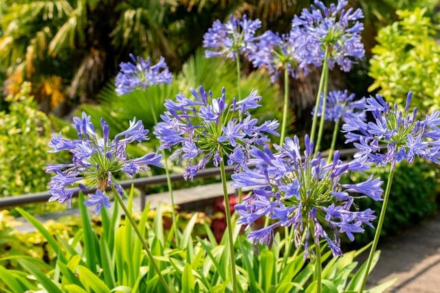 【夏のブルーガーデン】初夏から涼しげな青い花が咲く「暑さに強い」多年草・一年草おすすめ3選