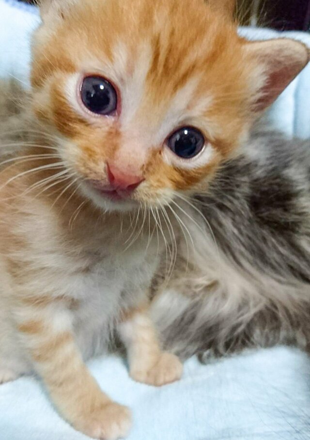 【可愛い子猫→成長後の変貌】「挑戦者求む」猫の迫力満点なショットに注目　普段とのギャップに笑ってしまう