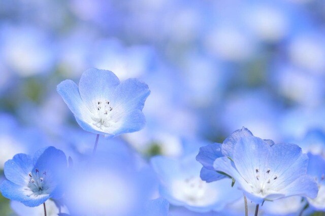 【センスのいい寄せ植え】主役はネモフィラ！ブルーが映える《春の花》5選＆植物選びのコツ