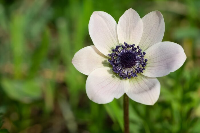Akif CUBUK/Shutterstock.com