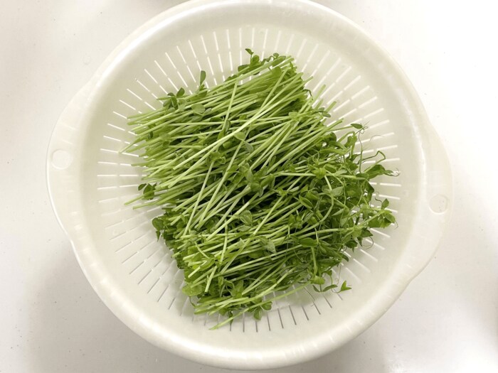 一度の栽培で画像の量の豆苗が収穫できました