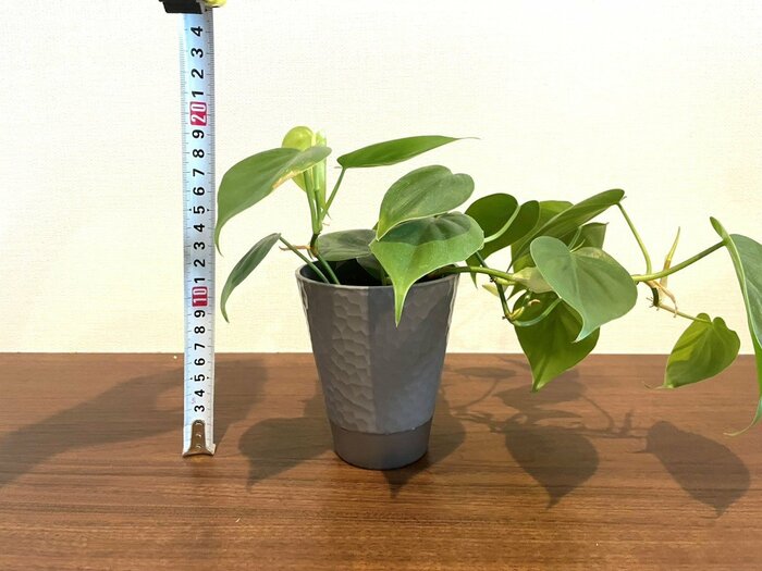 高さは約20㎝と、片手でも持ち運びがしやすいサイズ