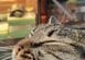 【猫の真似してる？】猫がなでられる奥で亀が…予想外の“セルフなでなで”にほっこり