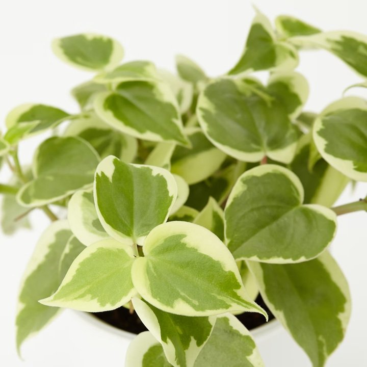 画像出所：無印良品公式オンラインストア