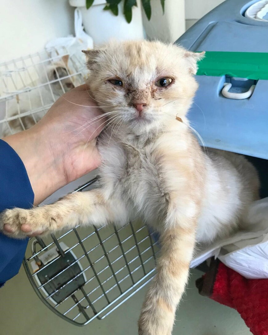 出所：@mimitti0930