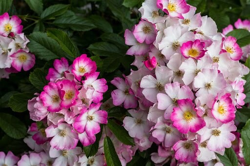 Julietphotography/shutterstock.com