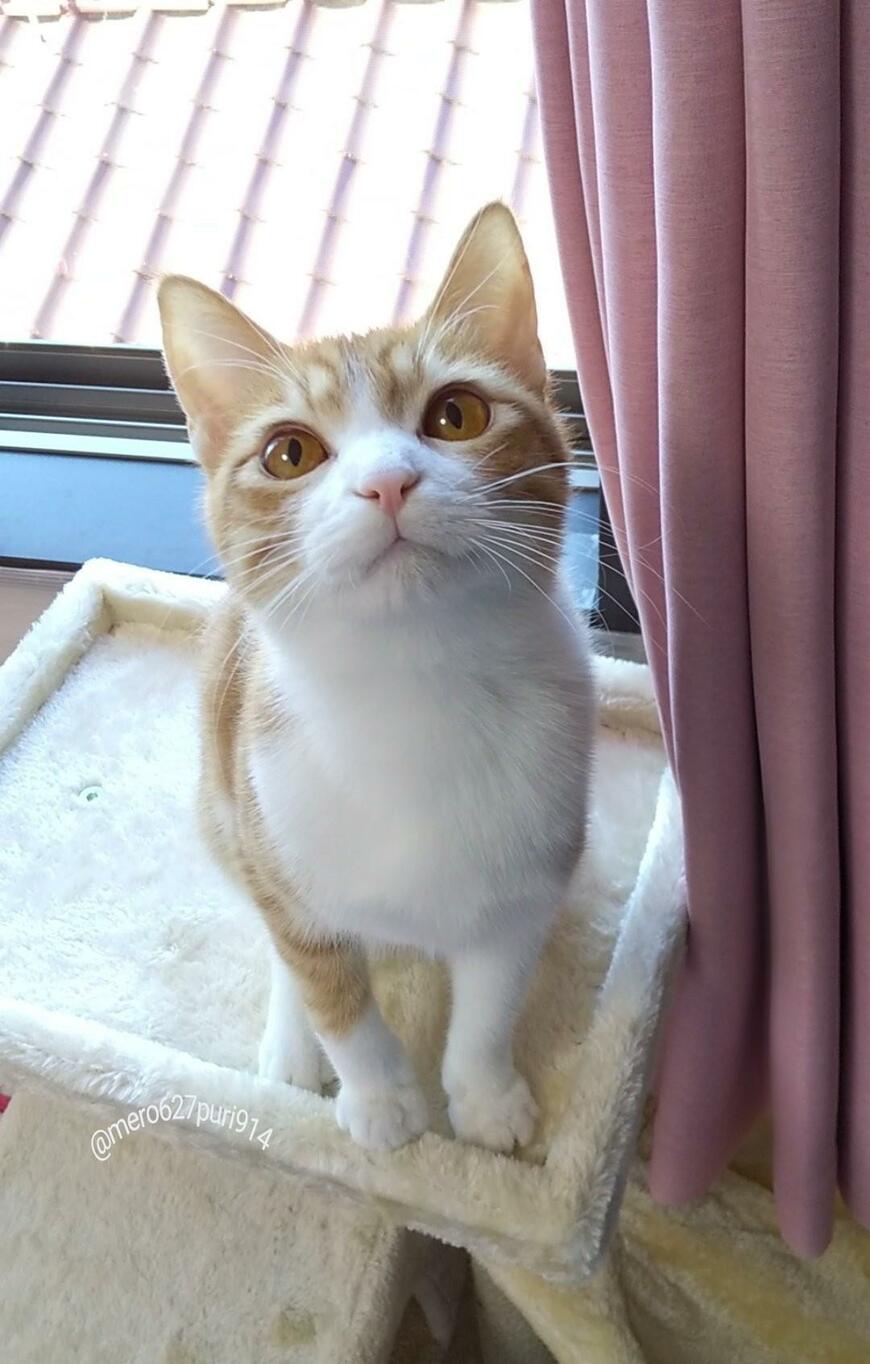 出所：@mero627puri914