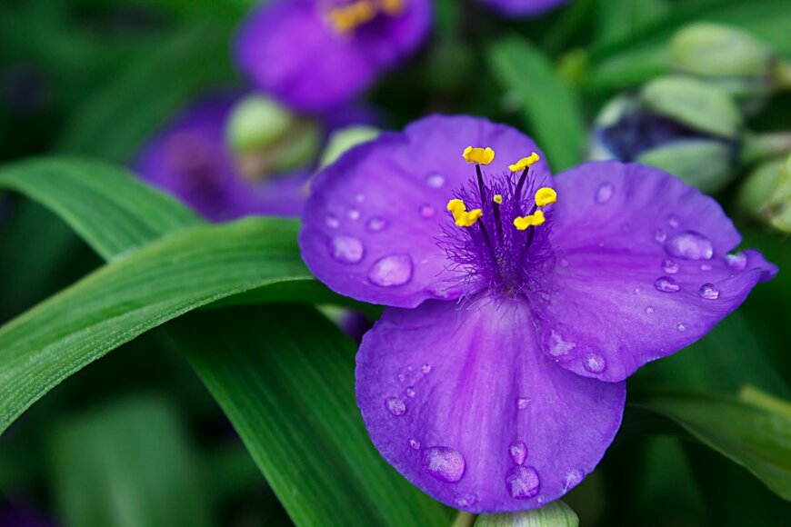Anastasiia Burlutskaia/shutterstock.com