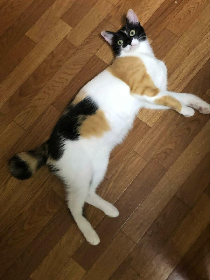 出所：@asjSvnCZl18wKXM