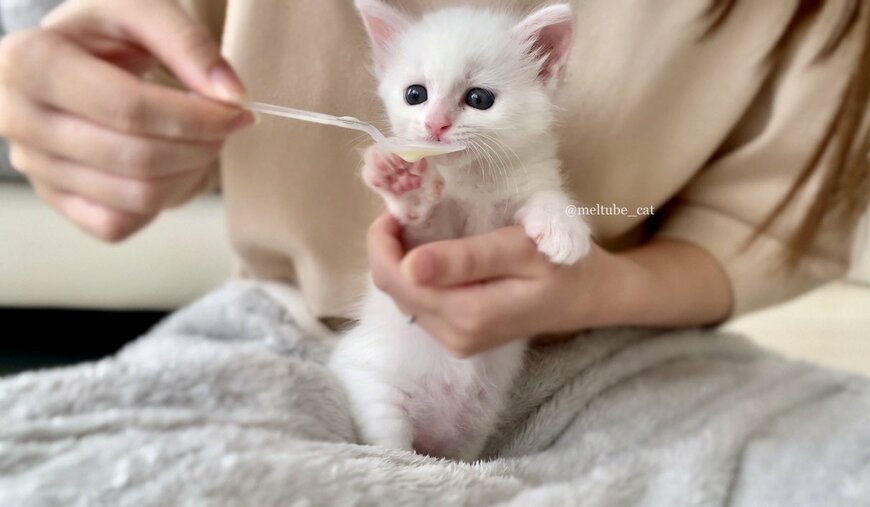 出所：@meltube_cat
