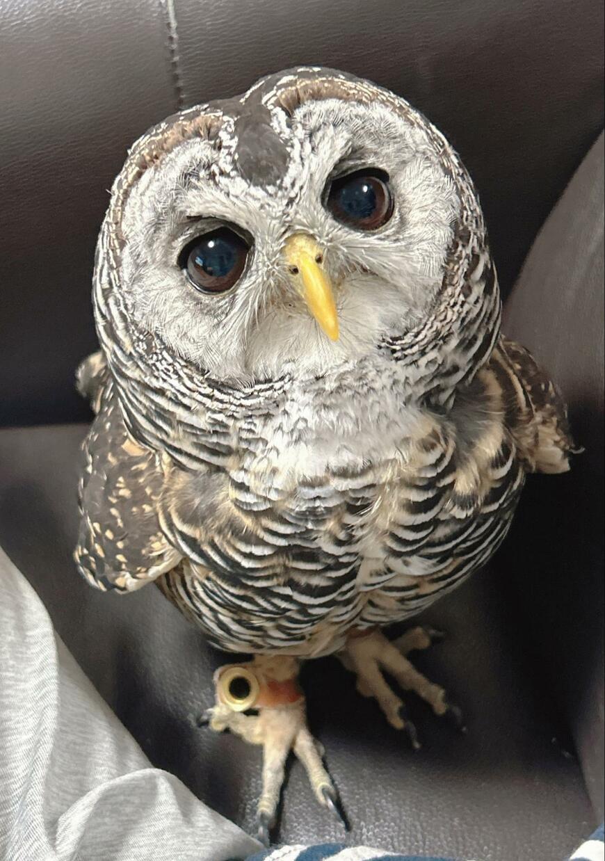 出所：@kanata_akas