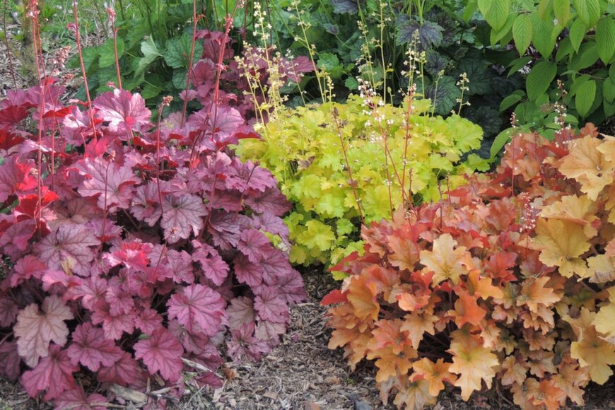 Buquet Christophe/shutterstock.com