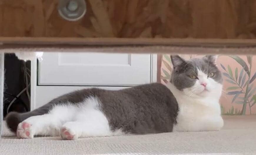 出所：@omochiomoching