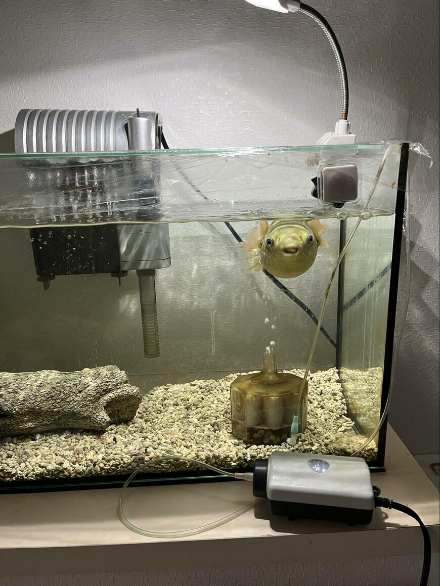 出所：@sakana_osakana5