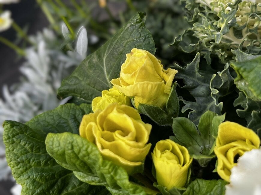 撮影：LIMOガーデニング部