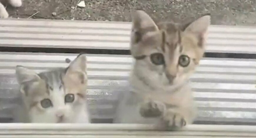 出所：@8rjXhLaRHFwK9l2