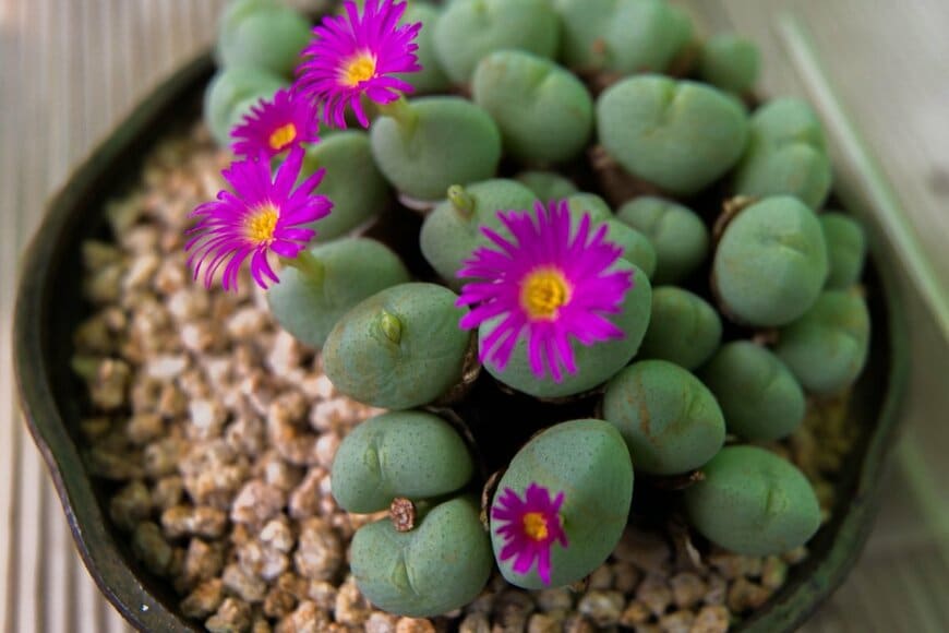 MEGAYAK/shutterstock.com