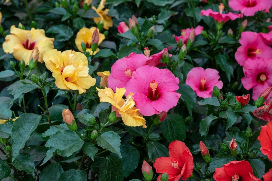 barmalini/Shutterstock.com