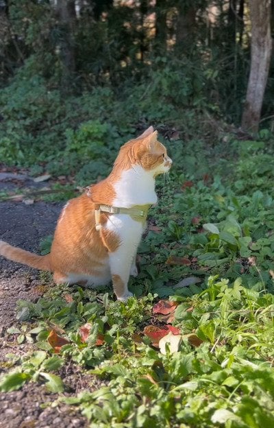 【噂のマンチカン立ち】猫ちゃんが立った？！レアすぎる姿に思わず二度見