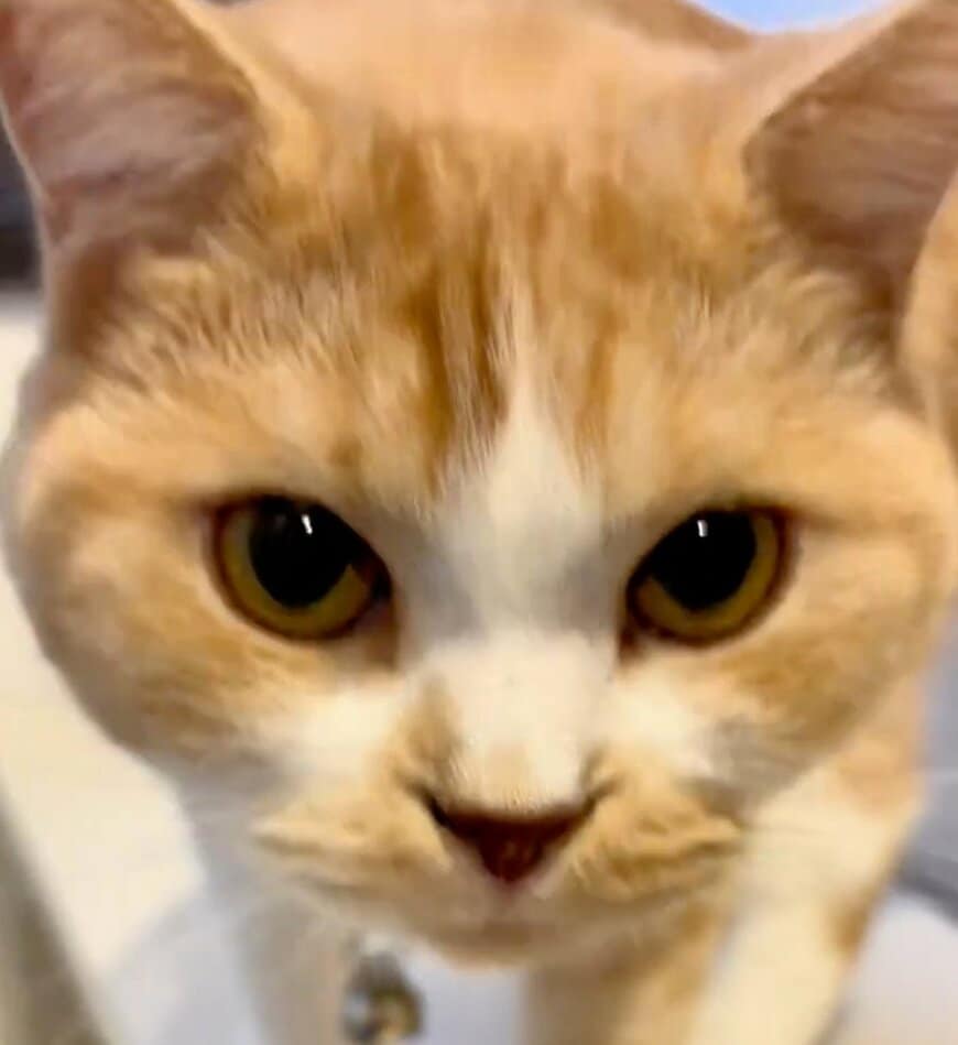 「ここ、くさいよって教えてるw」ニオイを嗅ぐ猫の「絶妙な表情」何とも言えない口元に笑っちゃう！