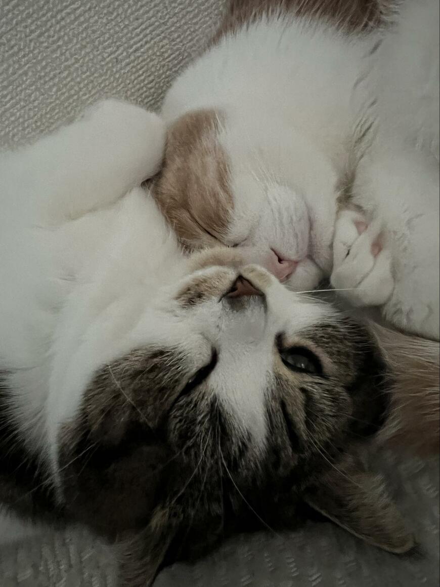 出所：@torotolo106106